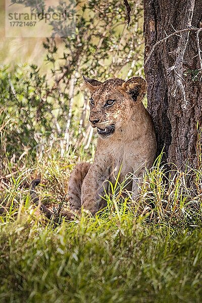 Löwe (Panthera leo) Jungtier sitzt im grünen Busch  Taita Hills Wildlife Sanctuary  Kenia  Ostafrika  Afrika