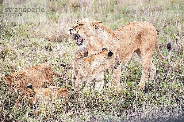 Löwe (Panthera leo) weiblich Löwin mit ihren jungen im grünen Busch  Tsavo East National Park  Kenia  Ostafrika  Afrika