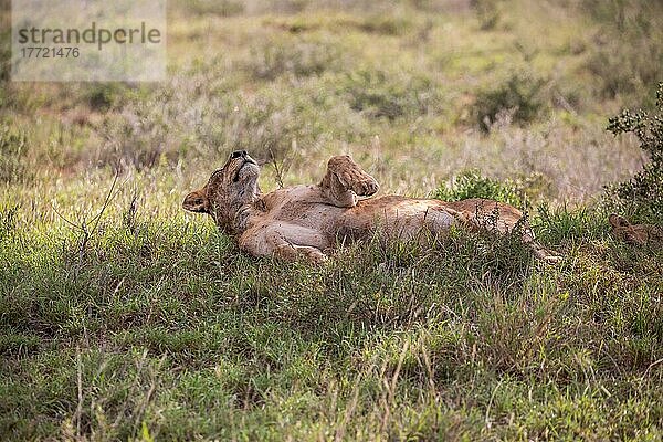 Löwe (Panthera leo) weiblich Löwin rollt sich auf den rücken im grünen Busch  Tsavo East National Park  Kenia  Ostafrika  Afrika
