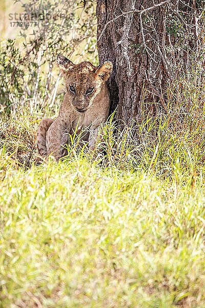 Löwe (Panthera leo) Jungtier sitzt frech im grünen Busch  Taita Hills Wildlife Sanctuary  Kenia  Ostafrika  Afrika