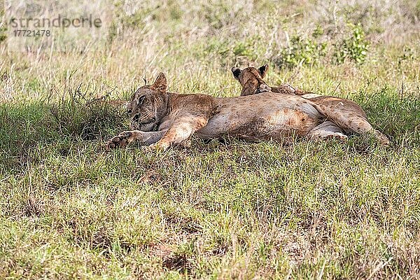 Löwe (Panthera leo) Löwin mit ihren Jungen im grünen Busch  Taita Hills Wildlife Sanctuary  Kenia  Ostafrika  Afrika