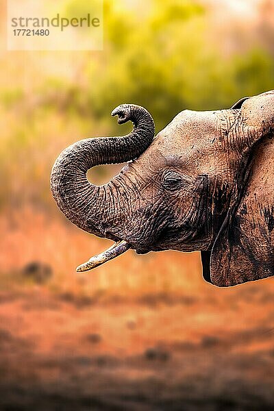 Afrikanischer Elefant (Loxodonta africana) im Focus  Säugetier  Nahaufnahme im Tsavo East National Park  Kenia  Ostafrika  Afrika