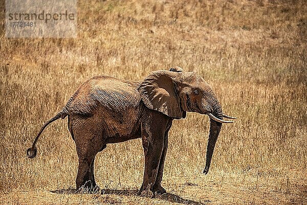 Afrikanischer Elefant (Loxodonta africana) halbstarker Elefant droht  Säugetier  Nahaufnahme im Tsavo East National Park  Kenia  Ostafrika  Afrika