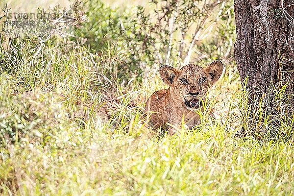 Löwe (Panthera leo) Jungtier liegt frech im grünen Busch  Taita Hills Wildlife Sanctuary  Kenia  Ostafrika  Afrika
