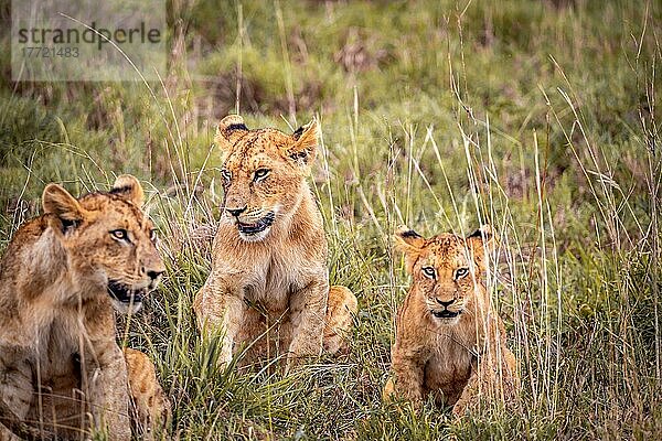 Löwe (Panthera leo) drei Jungtiere sitzt frech im grünen Busch  Taita Hills Wildlife Sanctuary  Kenia  Ostafrika  Afrika