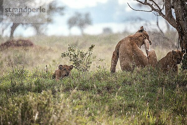 Löwe (Panthera leo) weiblich Löwin im Regen mit ihren Jungen im grünen Busch  Taita Hills Wildlife Sanctuary  Kenia  Ostafrika  Afrika