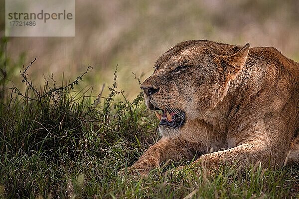 Löwe (Panthera leo) weiblich Löwin schlafend  nach dem fressen eines Zebras im Busch  Tsavo East National Park  Kenia  Ostafrika  Afrika