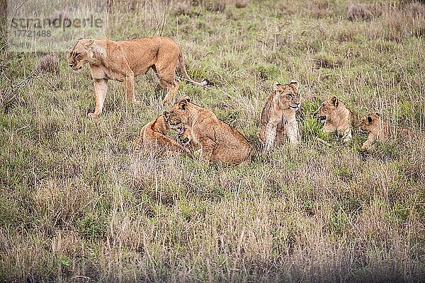 Löwe (Panthera leo) weiblich Löwin mit ihren jungen im grünen Busch  Tsavo East National Park  Kenia  Ostafrika  Afrika