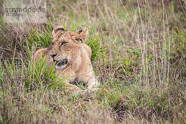 Löwe (Panthera leo) Jungtier am morgen  liegt frech im grünen Busch in den Taita Hills Wildlife Sanctuary  Kenia  Ostafrika  Afrika