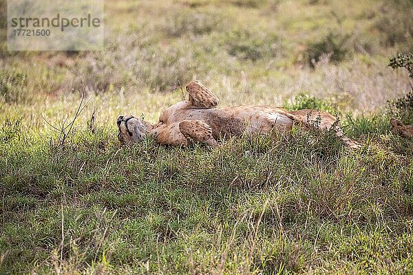 Löwe (Panthera leo) weiblich Löwin rollt sich auf den rücken im grünen Busch  Tsavo East National Park  Kenia  Ostafrika  Afrika