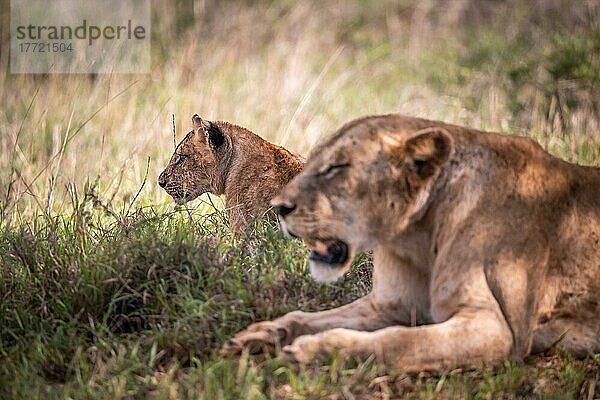 Löwe (Panthera leo) Löwin mit ihren Jungen im grünen Busch  Taita Hills Wildlife Sanctuary  Kenia  Ostafrika  Afrika