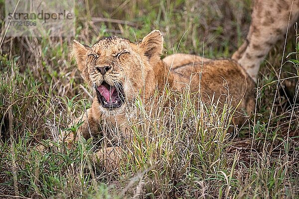 Löwe (Panthera leo) Jungtier gähnt am morgen und liegt frech im grünen Busch in den Taita Hills Wildlife Sanctuary  Kenia  Ostafrika  Afrika