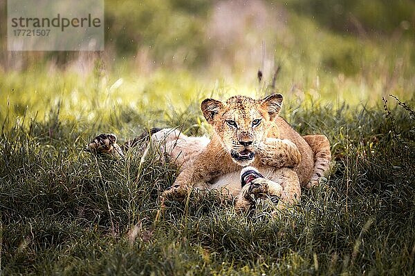 Löwe (Panthera leo) zwei Jungtiere spielen im grünen Busch  Taita Hills Wildlife Sanctuary  Kenia  Ostafrika  Afrika