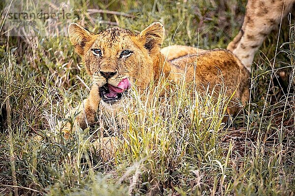 Löwe (Panthera leo) Jungtier am morgen  liegt frech im grünen Busch in den Taita Hills Wildlife Sanctuary  Kenia  Ostafrika  Afrika