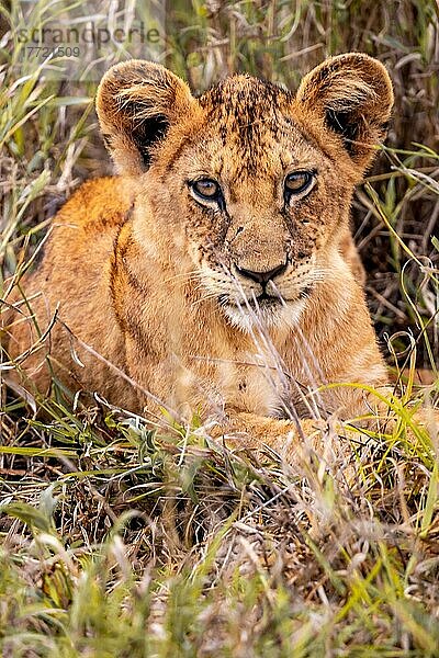 Löwe (Panthera leo) Jungtier am morgen  liegt frech im grünen Busch in den Taita Hills Wildlife Sanctuary  Kenia  Ostafrika  Afrika