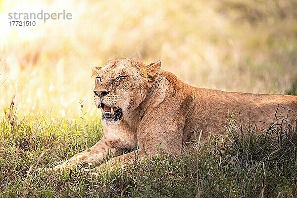 Löwe (Panthera leo) weiblich Löwin liegt im grünen Busch  Tsavo East National Park  Kenia  Ostafrika  Afrika