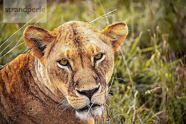 Löwe (Panthera leo) weiblich Löwin liegt im grünen Busch  nahaufnahme  Tsavo East National Park  Kenia  Ostafrika  Afrika