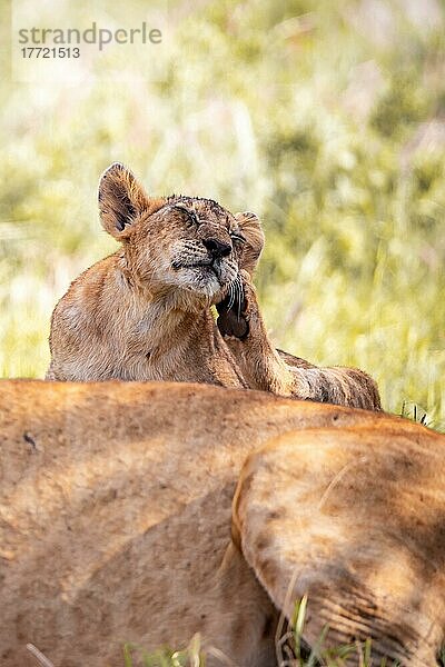 Löwe (Panthera leo) Löwin mit ihren Jungen der sich im grünen Busch kratzt  Taita Hills Wildlife Sanctuary  Kenia  Ostafrika  Afrika