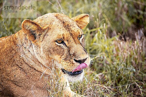 Löwe (Panthera leo) weiblich Löwin liegt im grünen Busch  nahaufnahme  Tsavo East National Park  Kenia  Ostafrika  Afrika