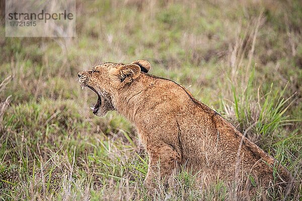 Löwe (Panthera leo) Jungtier sitzt frech im grünen Busch und gähnt am Morgen  Taita Hills Wildlife Sanctuary  Kenia  Ostafrika  Afrika