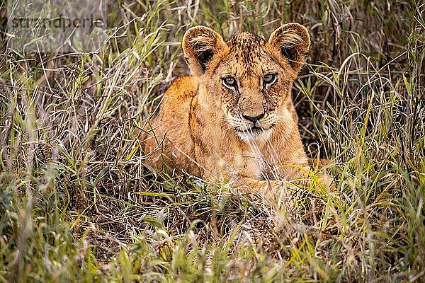 Löwe (Panthera leo) Jungtier am morgen  liegt frech im grünen Busch in den Taita Hills Wildlife Sanctuary  Kenia  Ostafrika  Afrika