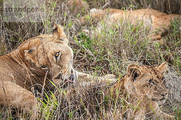 Löwe (Panthera leo) weiblich Löwin liegt mit ihren jungen im grünen Busch  nahaufnahme  Tsavo East National Park  Kenia  Ostafrika  Afrika