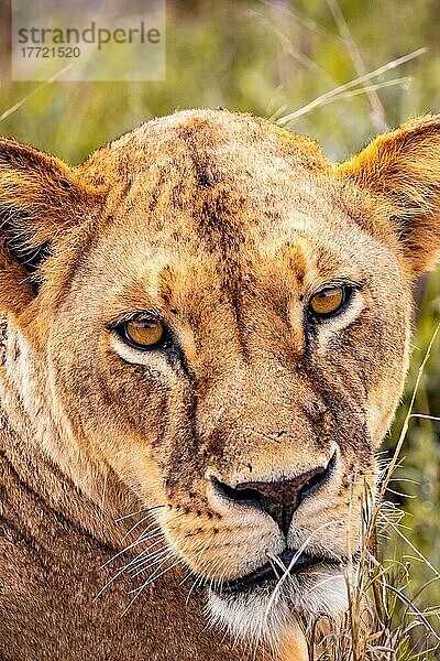 Löwe (Panthera leo) weiblich Löwin liegt im grünen Busch  nahaufnahme  Tsavo East National Park  Kenia  Ostafrika  Afrika