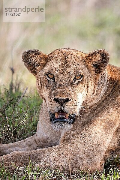 Löwe (Panthera leo) weiblich Löwin liegt im grünen Busch  Tsavo East National Park  Kenia  Ostafrika  Afrika