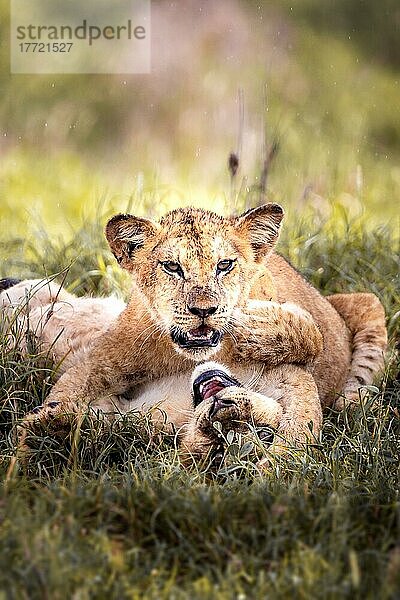 Löwe (Panthera leo) zwei Jungtiere spielen im grünen Busch  Taita Hills Wildlife Sanctuary  Kenia  Ostafrika  Afrika