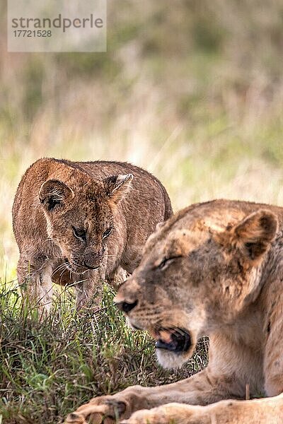 Löwe (Panthera leo) Löwin mit ihren Jungen im grünen Busch  Taita Hills Wildlife Sanctuary  Kenia  Ostafrika  Afrika