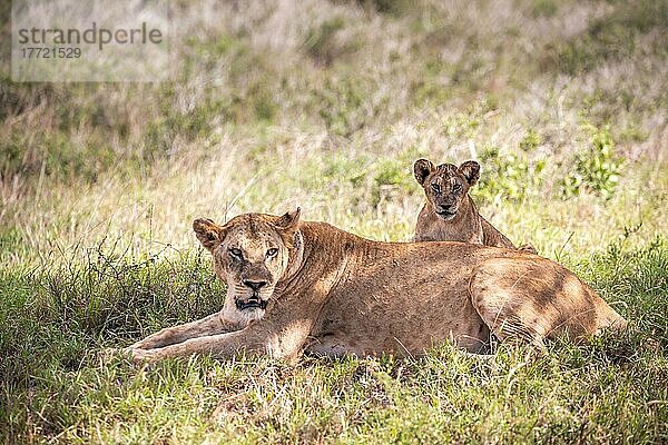 Löwe (Panthera leo) Löwin mit ihren Jungen im grünen Busch  Taita Hills Wildlife Sanctuary  Kenia  Ostafrika  Afrika