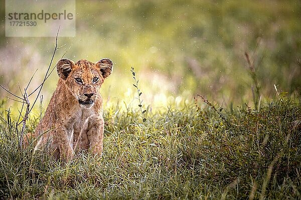 Löwe (Panthera leo) Jungtier sitzt frech im grünen Busch  Taita Hills Wildlife Sanctuary  Kenia  Ostafrika  Afrika