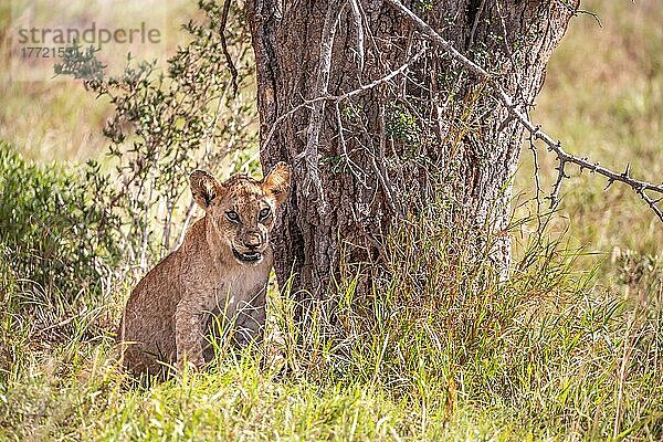 Löwe (Panthera leo) Jungtier sitzt frech im grünen Busch  Taita Hills Wildlife Sanctuary  Kenia  Ostafrika  Afrika