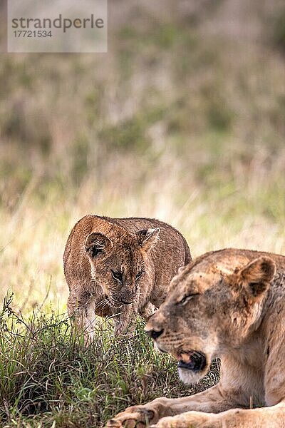 Löwe (Panthera leo) Löwin mit ihren Jungen im grünen Busch  Taita Hills Wildlife Sanctuary  Kenia  Ostafrika  Afrika