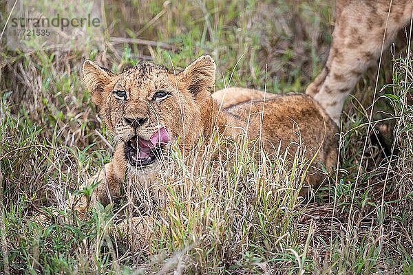 Löwe (Panthera leo) Jungtier am morgen  liegt frech im grünen Busch in den Taita Hills Wildlife Sanctuary  Kenia  Ostafrika  Afrika