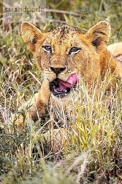 Löwe (Panthera leo) Jungtier am morgen  liegt frech im grünen Busch in den Taita Hills Wildlife Sanctuary  Kenia  Ostafrika  Afrika