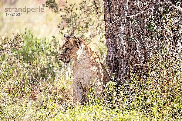 Löwe (Panthera leo) Jungtier sitzt im grünen Busch  Taita Hills Wildlife Sanctuary  Kenia  Ostafrika  Afrika