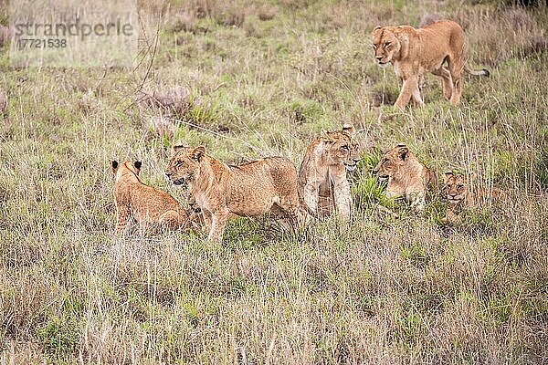 Löwe (Panthera leo) weiblich Löwin mit ihren jungen im grünen Busch  Tsavo East National Park  Kenia  Ostafrika  Afrika