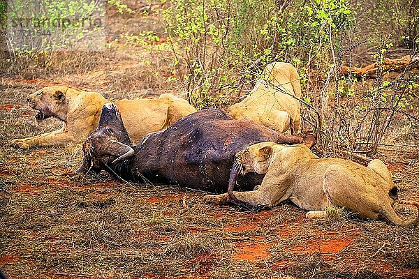 Löwe (Panthera leo) weiblich mehrere Großkatzen  Fressen ein erlegten Wasserbüffel (Syncerus caffer) im Busch  Tsavo East National Park  Kenia  Ostafrika  Afrika