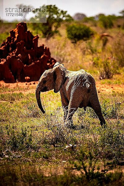 Afrikanische Elefanten (Loxodonta africana) halbstarker Elefant droht  Säugetier  Nahaufnahme im Tsavo East National Park  Kenia  Ostafrika  Afrika