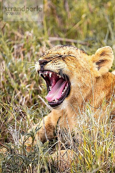 Löwe (Panthera leo) Jungtier gähnt am morgen und liegt frech im grünen Busch in den Taita Hills Wildlife Sanctuary  Kenia  Ostafrika  Afrika