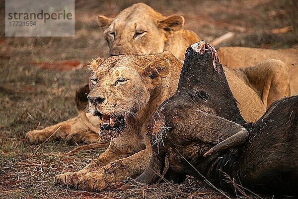 Löwe (Panthera leo) weiblich mehrere Großkatzen  Fressen ein erlegten Wasserbüffel (Syncerus caffer) im Busch  Tsavo East National Park  Kenia  Ostafrika  Afrika