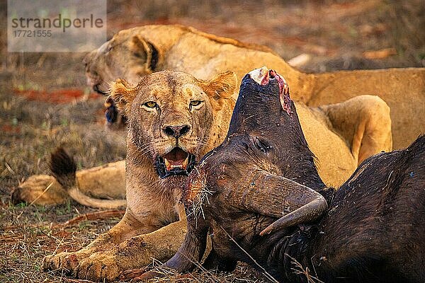 Löwe (Panthera leo) weiblich blut verschmiert  frisst ein erlegten Wasserbüffel (Syncerus caffer) im Busch  Tsavo East National Park  Kenia  Ostafrika  Afrika