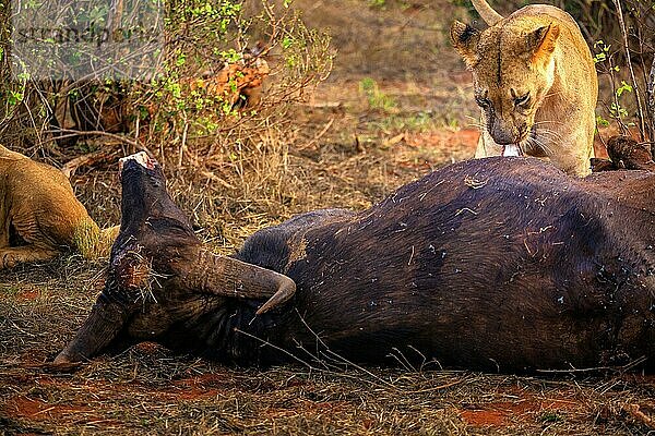Löwe (Panthera leo) weiblich blut verschmiert  frisst ein erlegten Wasserbüffel (Syncerus caffer) im Busch  Tsavo East National Park  Kenia  Ostafrika  Afrika