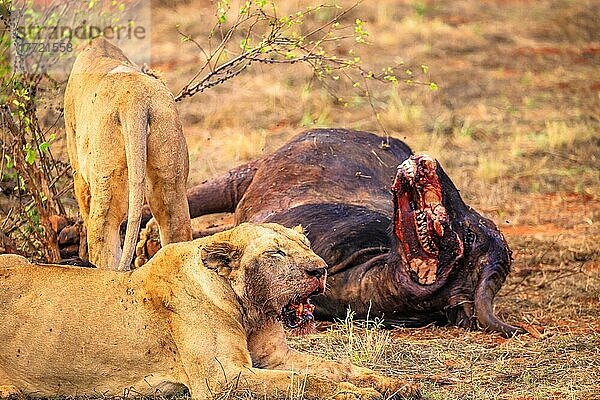 Löwe (Panthera leo) weiblich mehrere Großkatzen  Fressen ein erlegten Wasserbüffel (Syncerus caffer) im Busch  Tsavo East National Park  Kenia  Ostafrika  Afrika