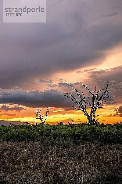 Landschaftsaufnahme  Dramatischer Sonnenuntergang mit dicken regenwolken und toten Bäumen in Tsavo Nationalpark  Kenia  Afrika