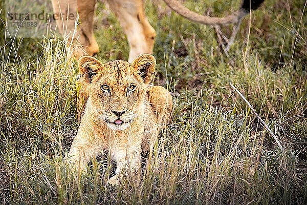 Löwe (Panthera leo) Jungtier am morgen und liegt frech im grünen Busch in den Taita Hills Wildlife Sanctuary  Kenia  Ostafrika  Afrika