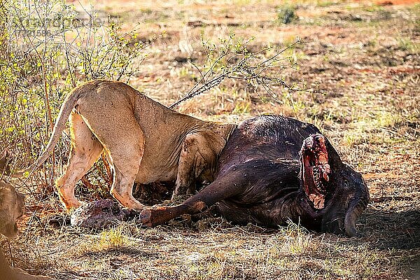 Mehrere junge Löwen (Panthera leo) weiblich Fressen ein erlegten Wasserbüffel (Syncerus caffer) im Busch  Tsavo East National Park  Kenia  Ostafrika  Afrika