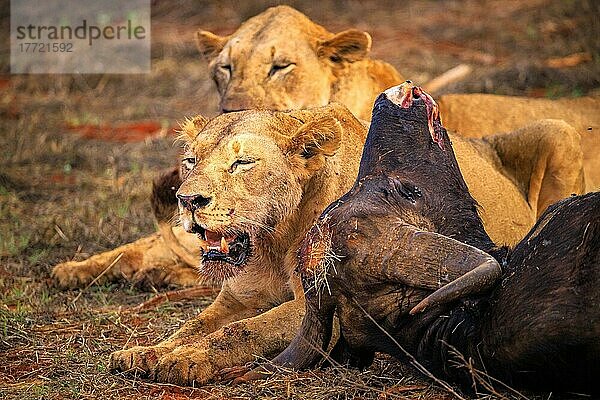 Löwe (Panthera leo) weiblich mehrere Großkatzen  Fressen ein erlegten Wasserbüffel (Syncerus caffer) im Busch  Tsavo East National Park  Kenia  Ostafrika  Afrika