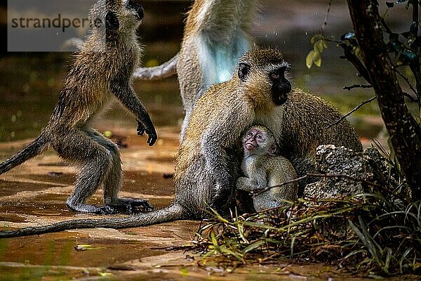 Grüne Meerkatze (Chlorocebus sp.)  Affenbande mit babys und kindern in Mombasa  Kenia  Afrika